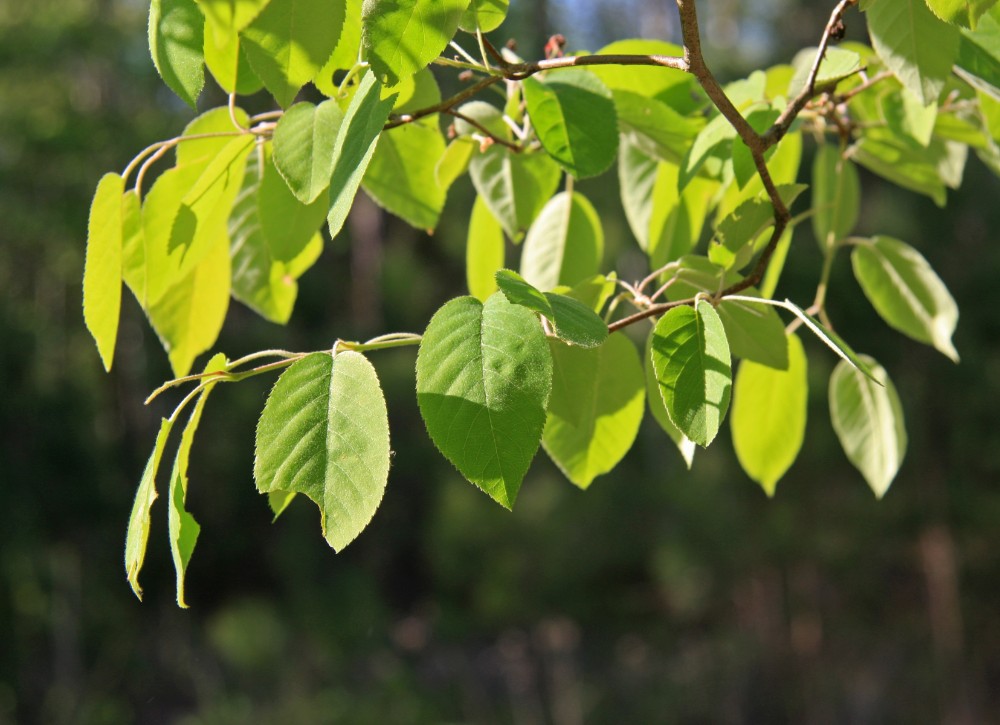 downy_serviceberry